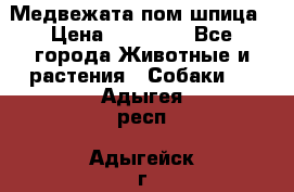 Медвежата пом шпица › Цена ­ 40 000 - Все города Животные и растения » Собаки   . Адыгея респ.,Адыгейск г.